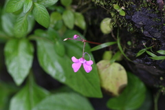 Impatiens acaulis var. acaulis
